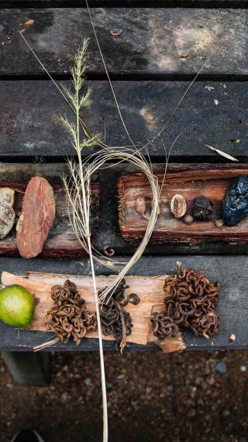 Flora and Fauna from Mossman Gorge spread out on a table
