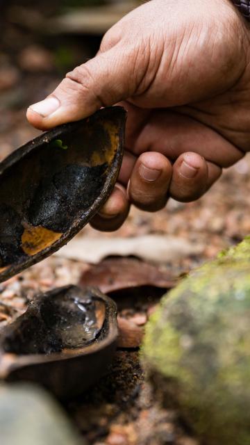 Dreamtime Walk Tour Guide showing flora from Mossman Gorge