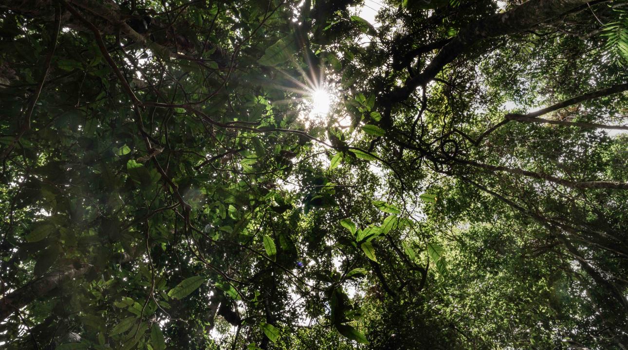 Looking up towards the top of the trees at Mossman Gorge, Daintree Rainforest