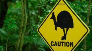 Caution sign with an image of an emu